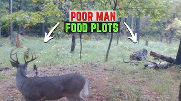 Creating A Poor Man Food Plot For Better Deer Hunting - Start To Finish