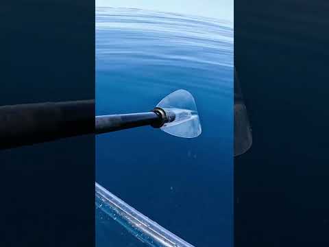 Bull Shark Stalked Me While On Transparent Kayak..