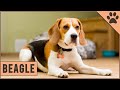 Beagle - Dog Breed Information の動画、YouTube動画。