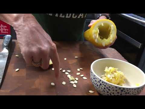 Video: Storing Squash Seeds - Samla frön från squash i trädgården