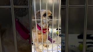 Willie is available at the Stark County Humane Society @Stark County Humane Society