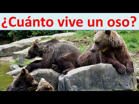 Video: Cuantos Años Viven Los Osos