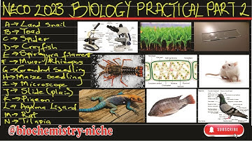 NECO 2023 - Biology Practical Specimens PART 2 | All specimens for NECO 2023 Biology | Tilapia | Rat