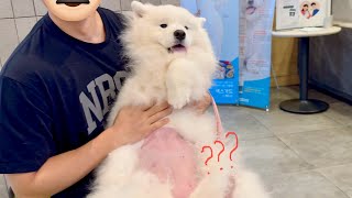 Download Lagu Unexpected Belly Reveal at the Vet 😂 MP3 Download Lagu Unexpected Belly Reveal at the Vet 😂 MP3