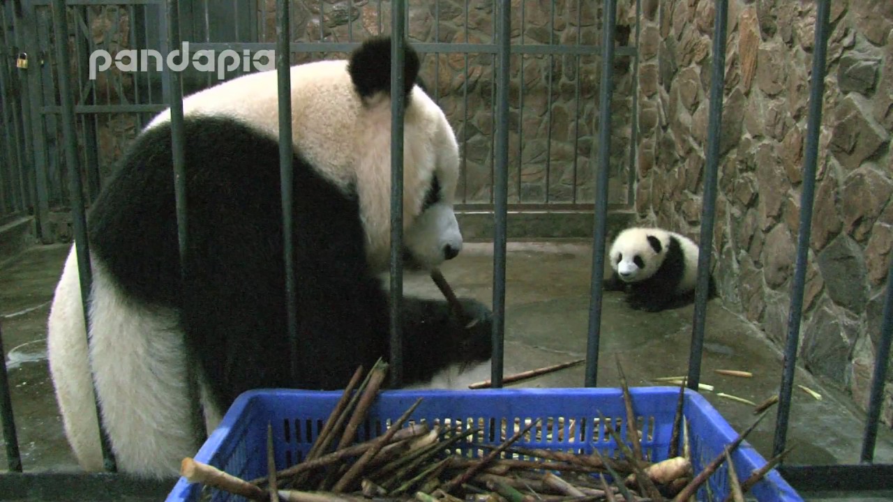 Panda mum eats bamboo and guards her cub
