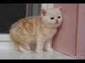 шотландские вислоухие котята Стерлитамак.Kittens.