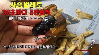 나무안에서 5만원이 나오네..?실화냐.. 쩔어부렸다ㅋㅋㅋ [정브르] / stagbeetles egg sac in a tree