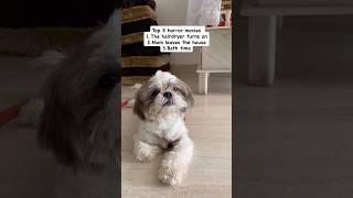 Horror movies - Dog version 🤣 #dogshorts #doggielife #petsrule #cutedogs #funnydog