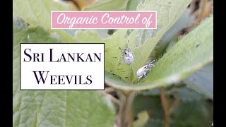 Organic Control of Sri Lankan Weevils