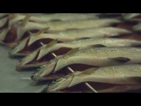 Video: Himmlische Fischzucht - Alternative Ansicht