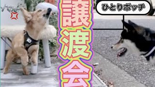 保護犬とピクニックしながらゆるく譲渡会してみた　【rescued】