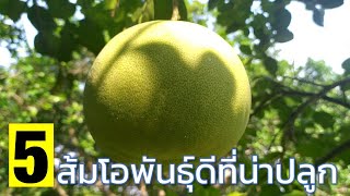 ส้มโอพันธุ์ดีที่น่าปลูก (Popular pomelo) Farm Station