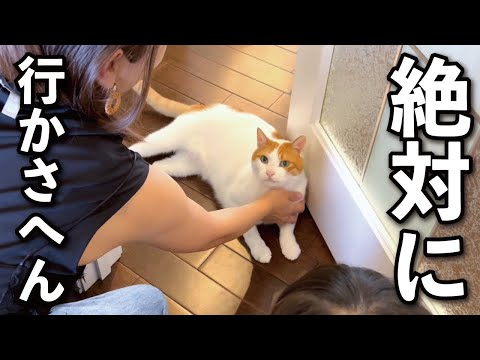 【甘えんぼ猫】ドアストッパーになって必死に旅行を阻止する猫がコチラ