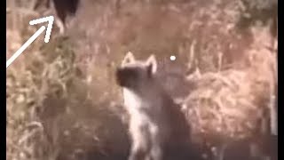 A Stupid . Hyena Trying to catch his food on the tree. see what happens