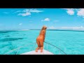 Dream life  catch  cook coral trout on this paradise island  spearfishing great barrier reef