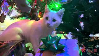 Pet Holiday Safety
