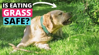 Why does your Labrador Eat Grass and is it Safe? by Labrador Care 2,304 views 2 years ago 2 minutes, 36 seconds