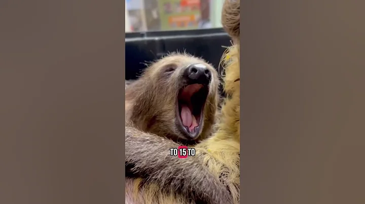 5 amazing sloth facts! #slothfacts #exoticanimals #animalplanet #nationalgeographic #educational