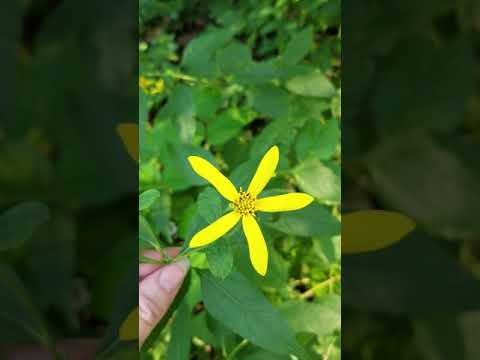 Video: Mga Pinggan Ng Artichoke Sa Jerusalem