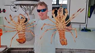 Commercial Southern Rock Lobster Fisherman 'Callum' Shows His Catch Of The Day.