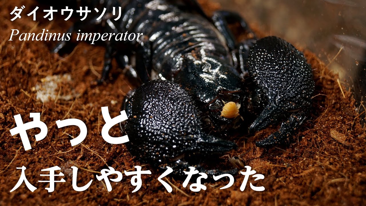 至高のサソリ再臨！飼育するなら今がチャンス♪【ダイオウサソリ】