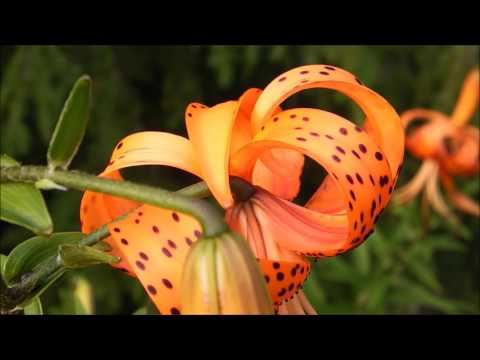 "One in Ten" - Sleeping At Last (Micro Music Video)
