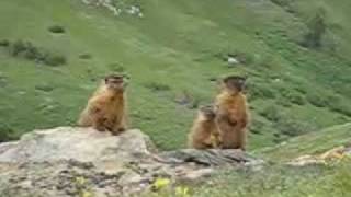 Marmots Gather To Hear Kristina Sing