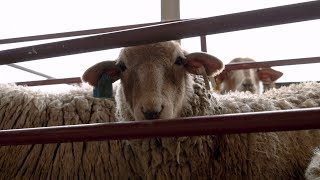 Return Of The Tunis Sheep