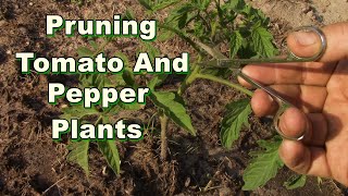 Pruning Tomato and Pepper Plants