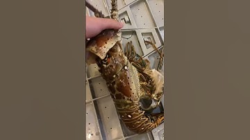 Tôm hùm lột vỏ