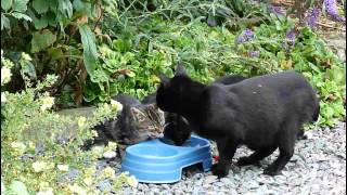 Meet my family  stray cat brings her kittens to be fed.