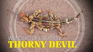 Thorny Devil Lizard | Wonders of Creation