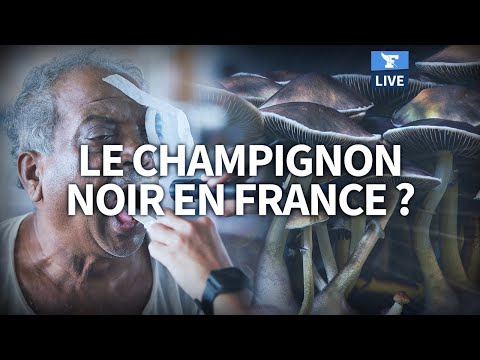 😷 L’épidémie de CHAMPIGNON NOIR liée au Covid-19 en Inde peut-elle arriver en France?