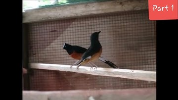 Proses pembuatan kandang ternak murai batu sederhana hingga pelepasan indukan murai batu