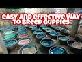 How to Breed Guppies