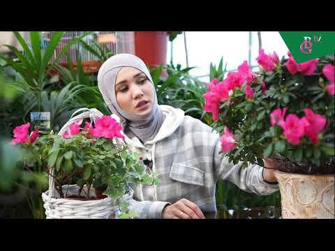 Video: Azalea Parvarishining Xususiyatlari