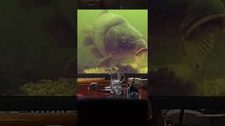 Huge Carp Is The Star Of The Meeting シ