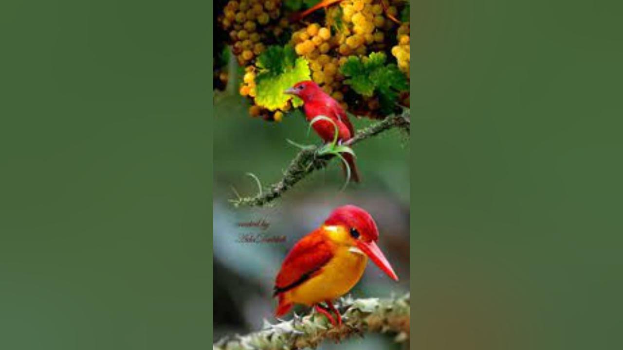 Birds & Human #birds #islam #saber #youtubeshorts - YouTube