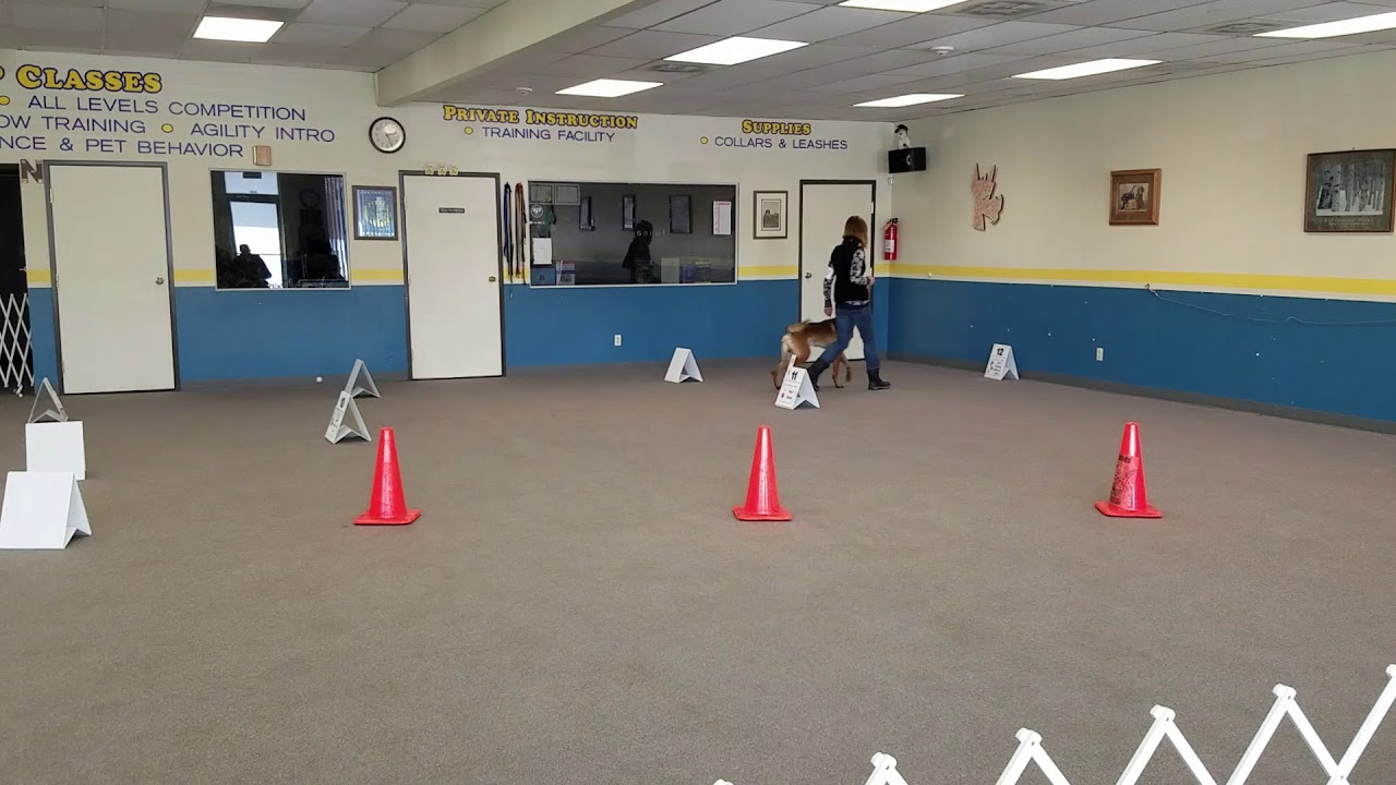 ASCA Rally Novice B - 1st place, 200 points - YouTube