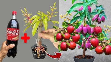 4 SUPER SPECIAL TECHNIQUES to propagate MANGO branches into trees using coca~cola, bananas, rice
