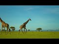 The LightBearers Tanzania - Serengeti Documentary tour
