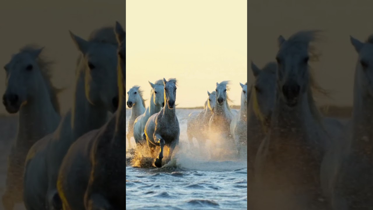 [samsung theme- video wallpaper] Running horse - YouTube