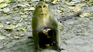 Dee Dee Feel So Worry About Her Future, Just Anxiously, Going Up & Down Monkey Cry