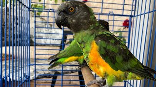 Senegal parrots the trouble makers playing,singing,eating and kissing ببغاوات نشيطة تلعب،تغني،تأكل