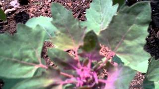 Growing Purple Quinoa