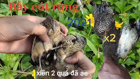 Bẫy chim cút rừng bằng bẫy cung: tập 10