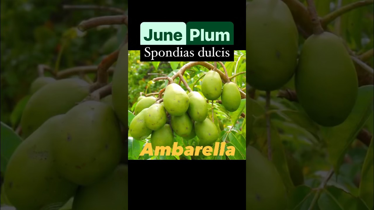 Easiest And MOST Abundant Fruit Tree With Many Uses #fruit #motivation #invest #grow #growyourown