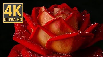 Roses "New Fashion" Unveiled   Exquisite 4K Macro Video