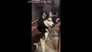 Esse vídeo vai salvar seu dia 🐶🐱 #viral #shorts #funny #cats #dogs #fyp #fypシ
