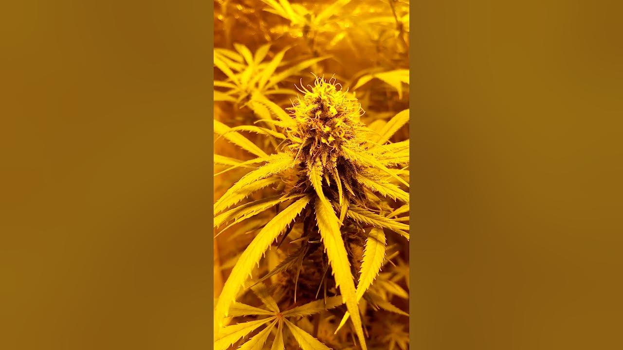 amnesia Haze femeniziert indoor grow Blüte hanf Pflanzen mit Knollen YouTube
